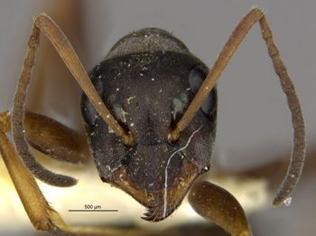 Media type: image;   Entomology 553605 Aspect: head frontal view